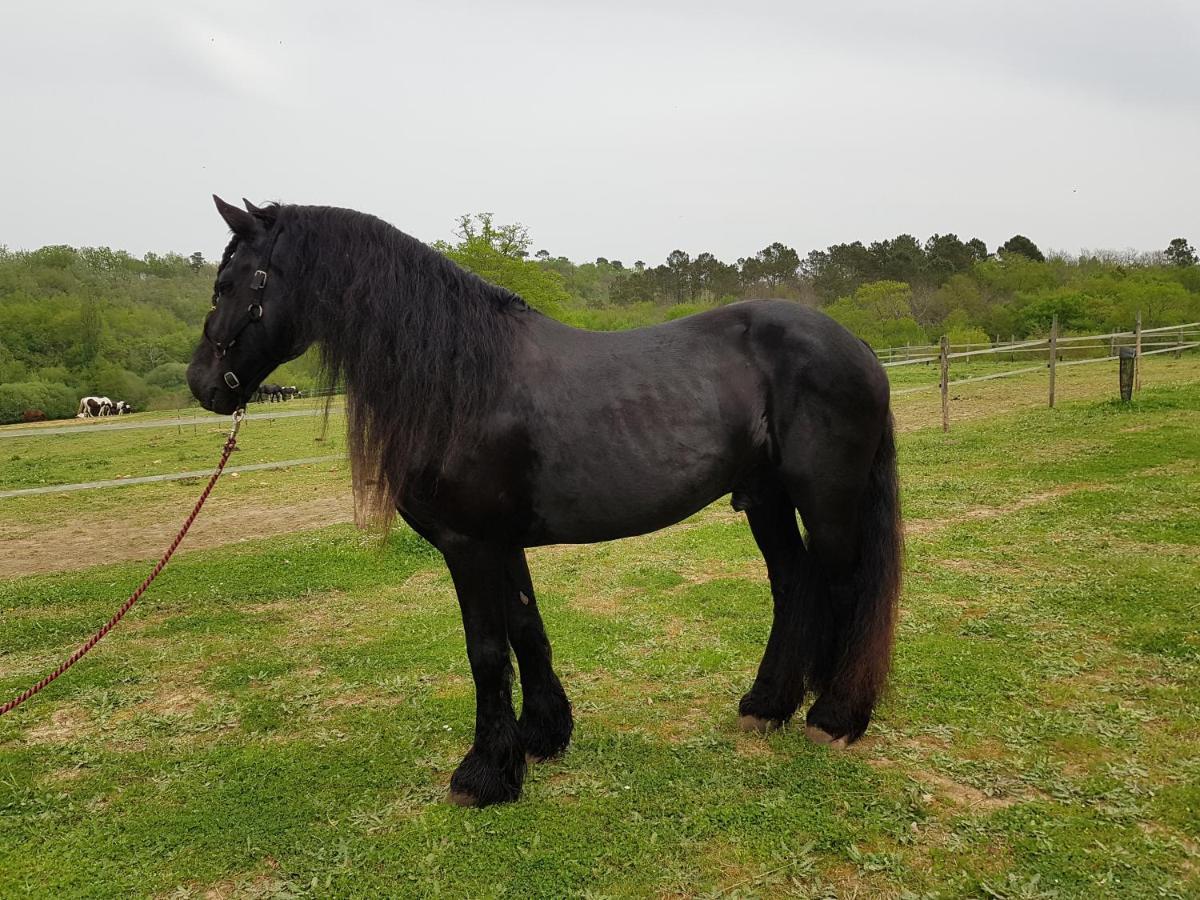 Gite Equestre Domaine Des Crins - Monpazier Capdrot ภายนอก รูปภาพ
