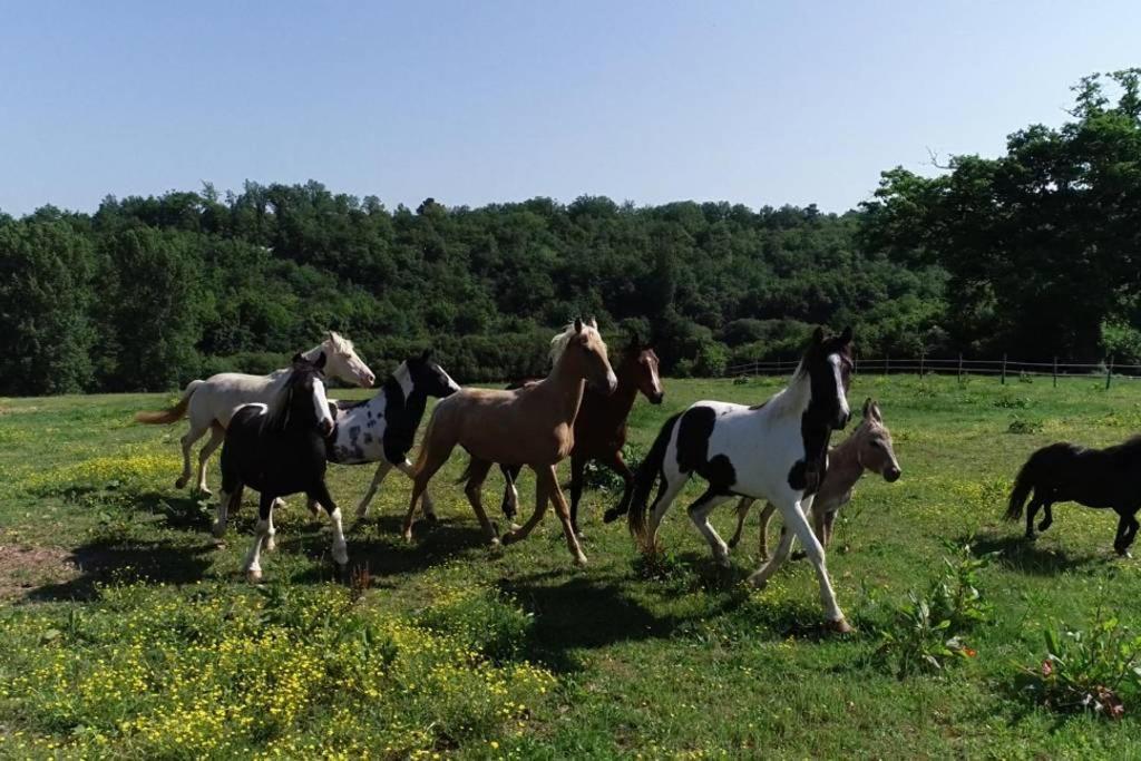 Gite Equestre Domaine Des Crins - Monpazier Capdrot ภายนอก รูปภาพ