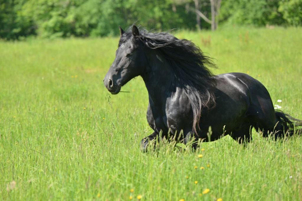 Gite Equestre Domaine Des Crins - Monpazier Capdrot ภายนอก รูปภาพ